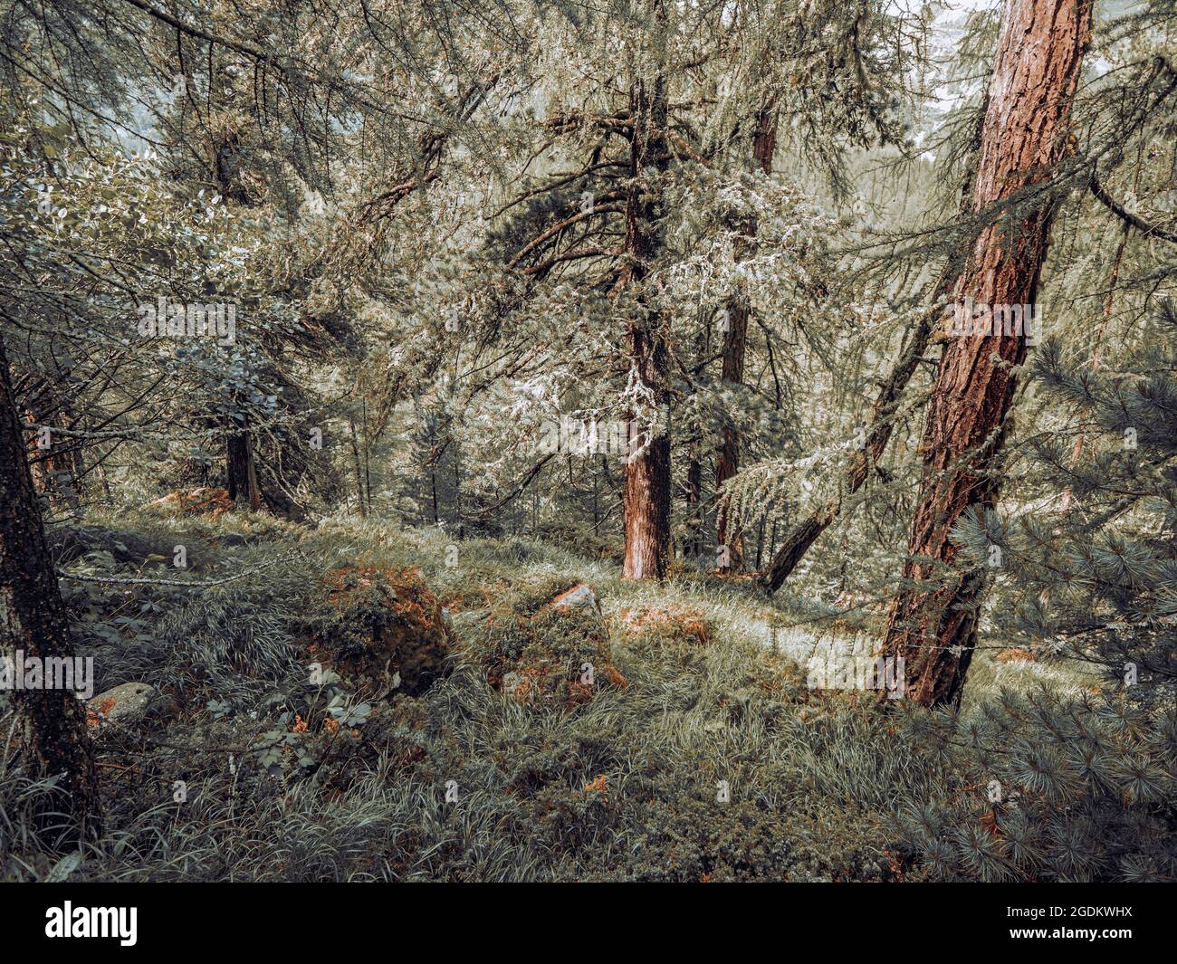 Fitte e lussureggianti foreste alpine in Svizzera. I pini, le rocce, il muschio e l'erba coprono il fondo della foresta in una perfetta natura selvaggia. Foto Stock