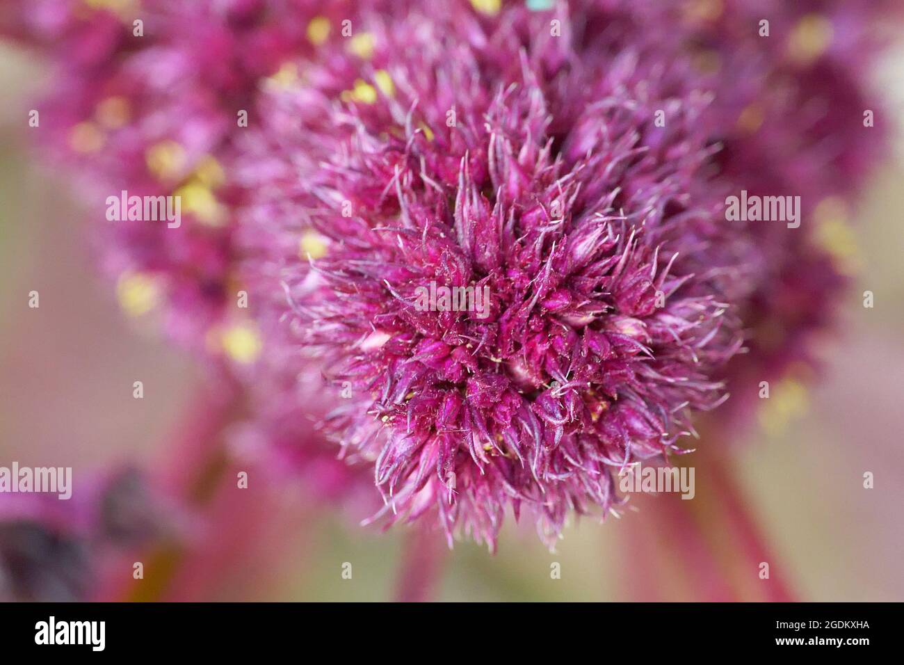 Infiorescenza di amaranto pianta, full frame. Immagine macro di fiori di amaranto di cremisi. Foto Stock
