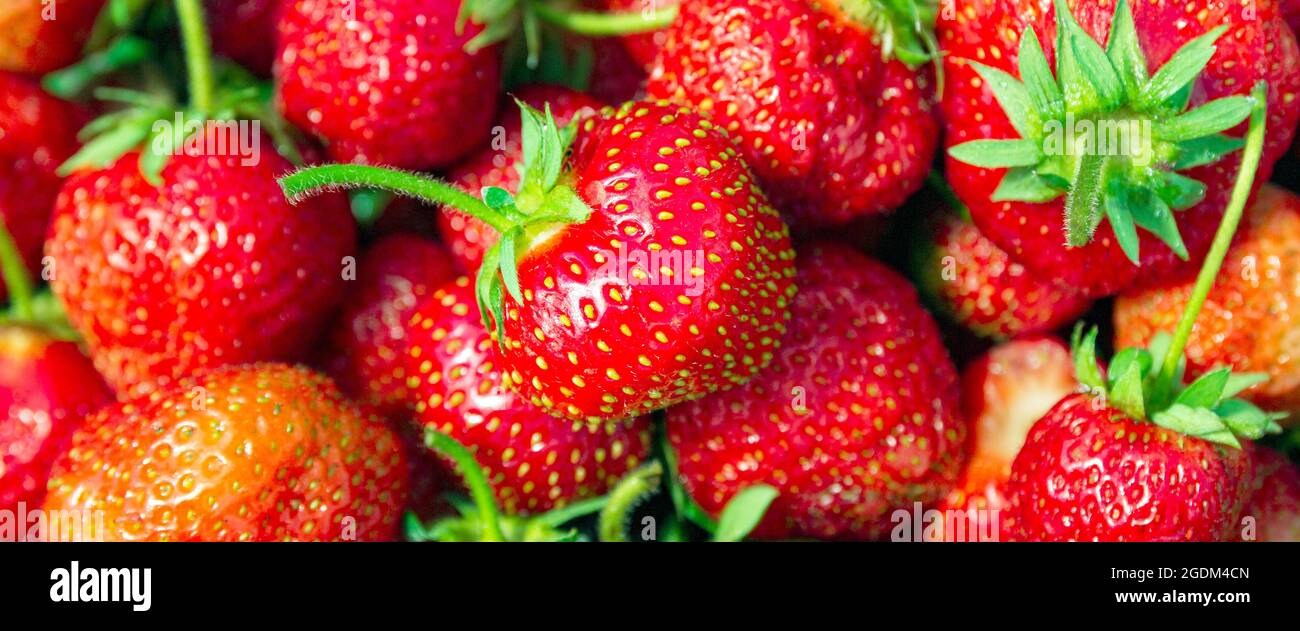 Fragole sfondo. Strawberry cibo sano sfondi Foto Stock
