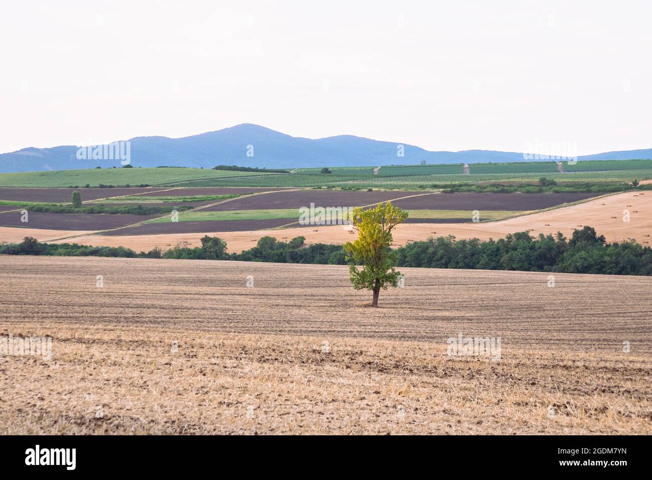 Lone albero in un campo con montagne sullo sfondo Foto Stock