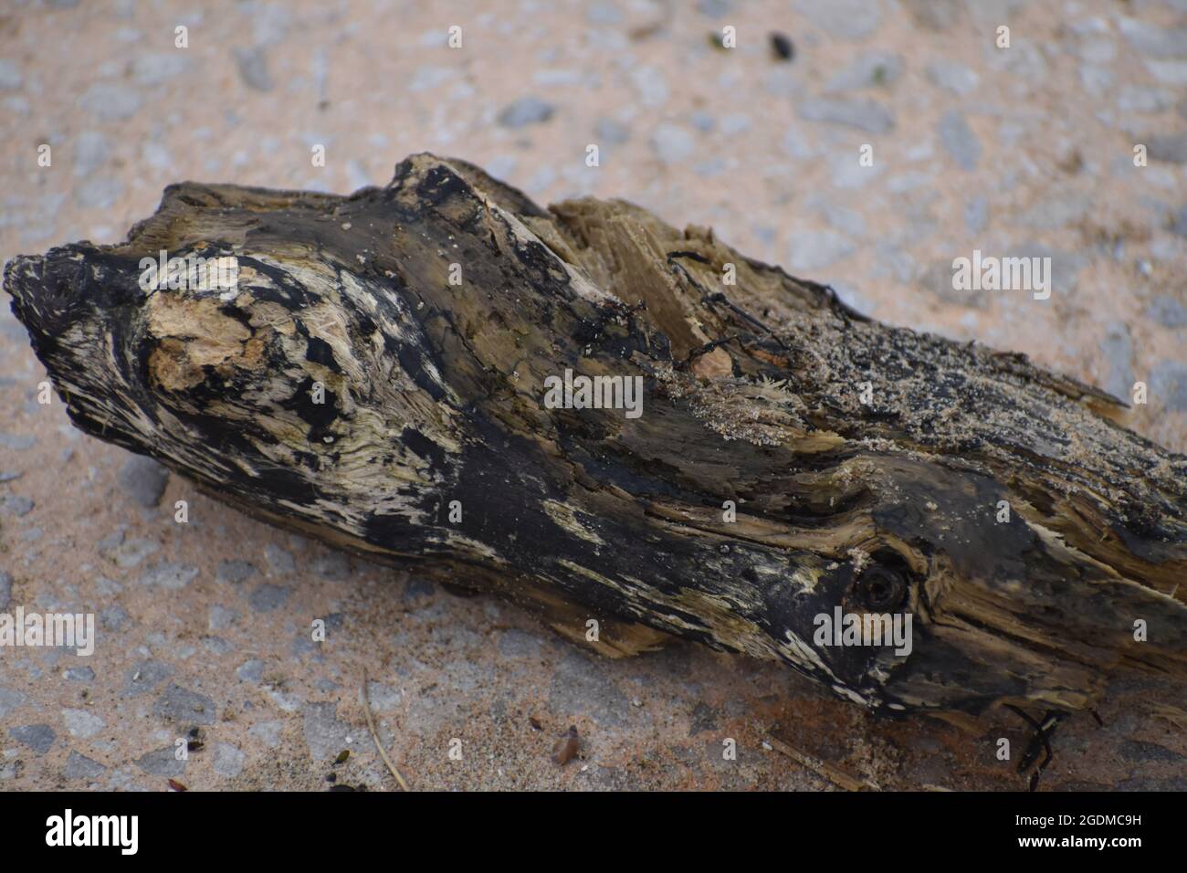 Driftwood su di una spiaggia di sabbia Foto Stock
