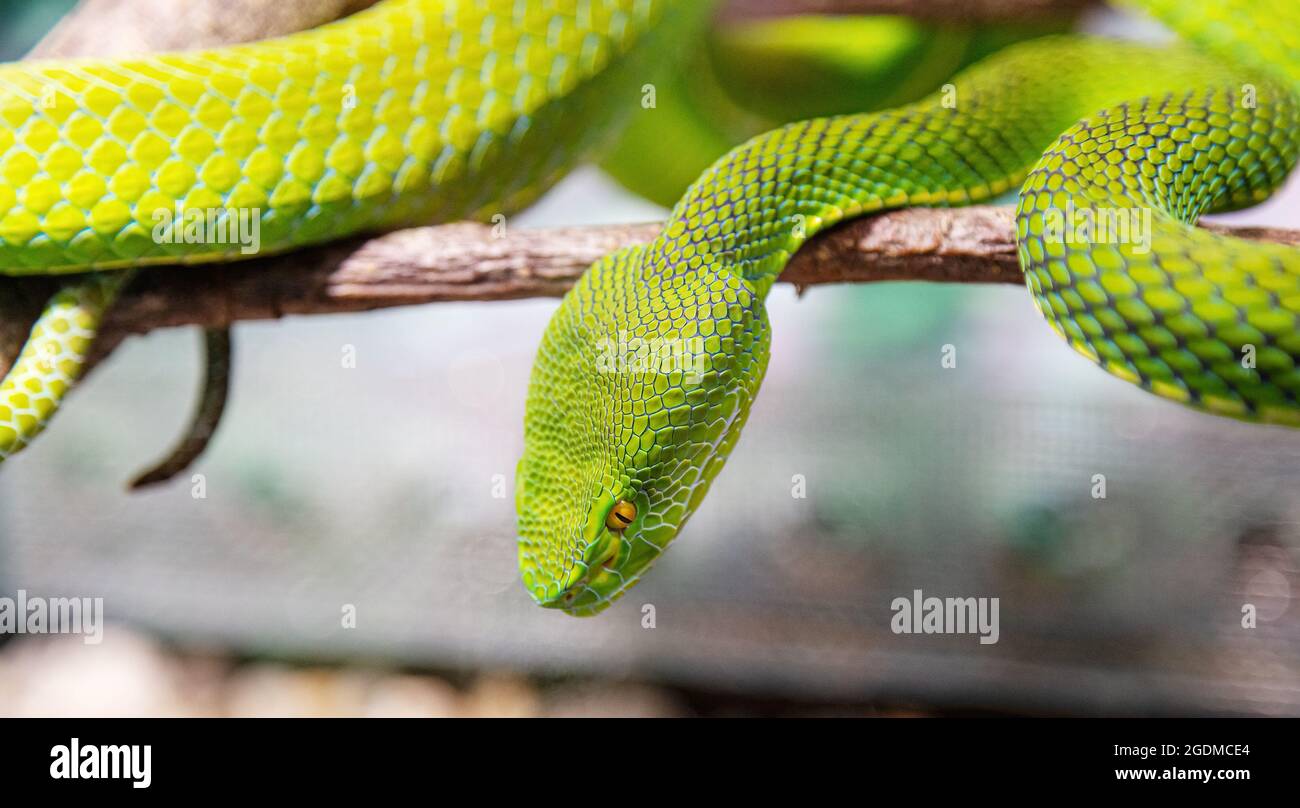Corpo di albero verde pitone Morelia viridis close-up. Ritratto art. Pelle di serpente, texture naturale, astratto, risorse grafiche. Natura, ambiente Foto Stock