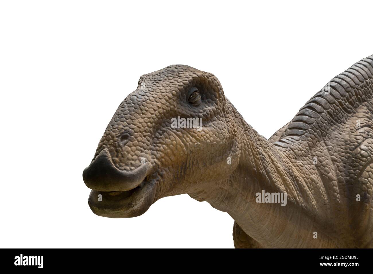 hadrosaurus isolato su sfondo bianco. Foto Stock
