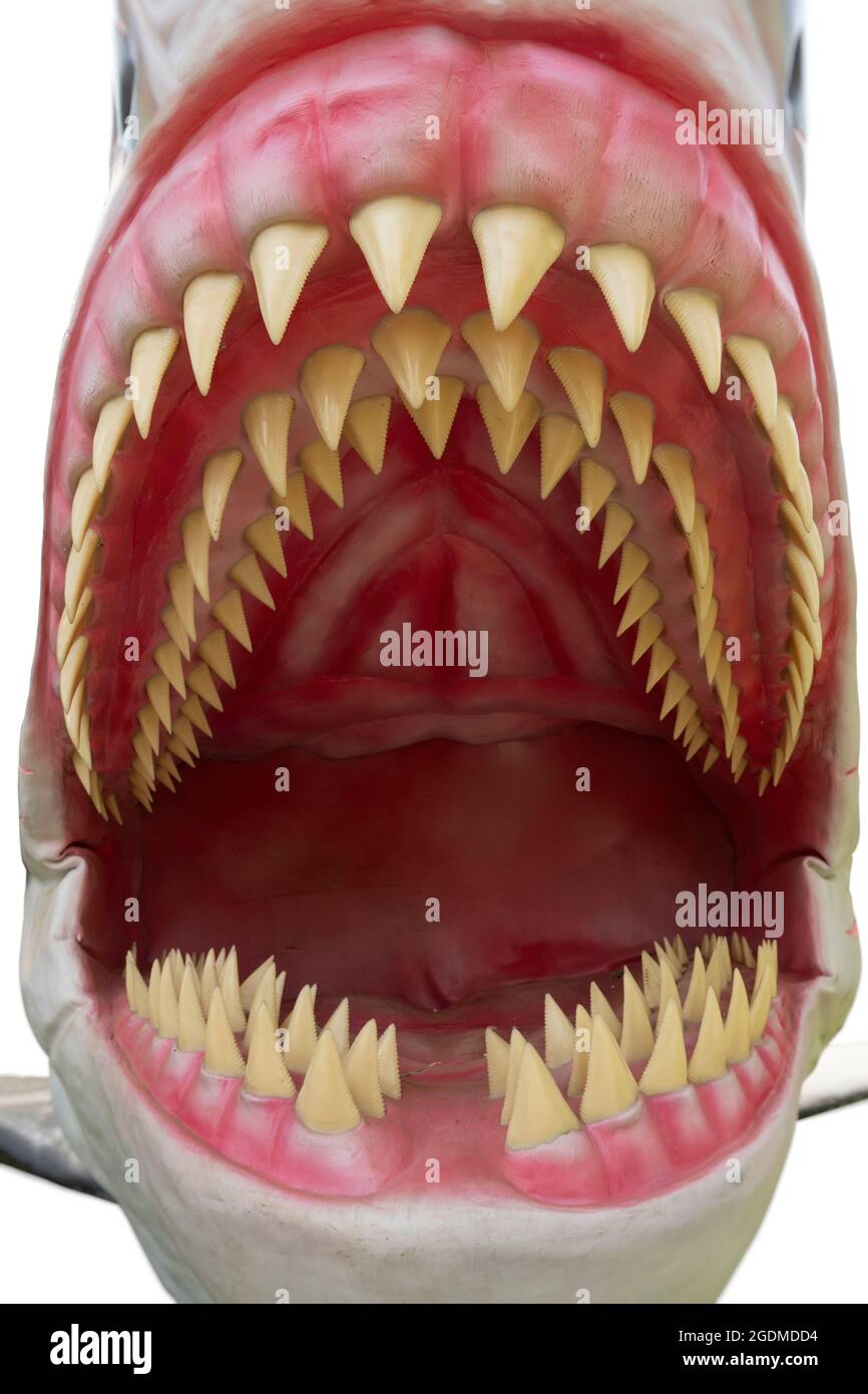 Dettaglio dei denti del megalodon. Il Megalodon è uno squalo megatoothed estinto che esisteva in epoca preistorica Foto Stock