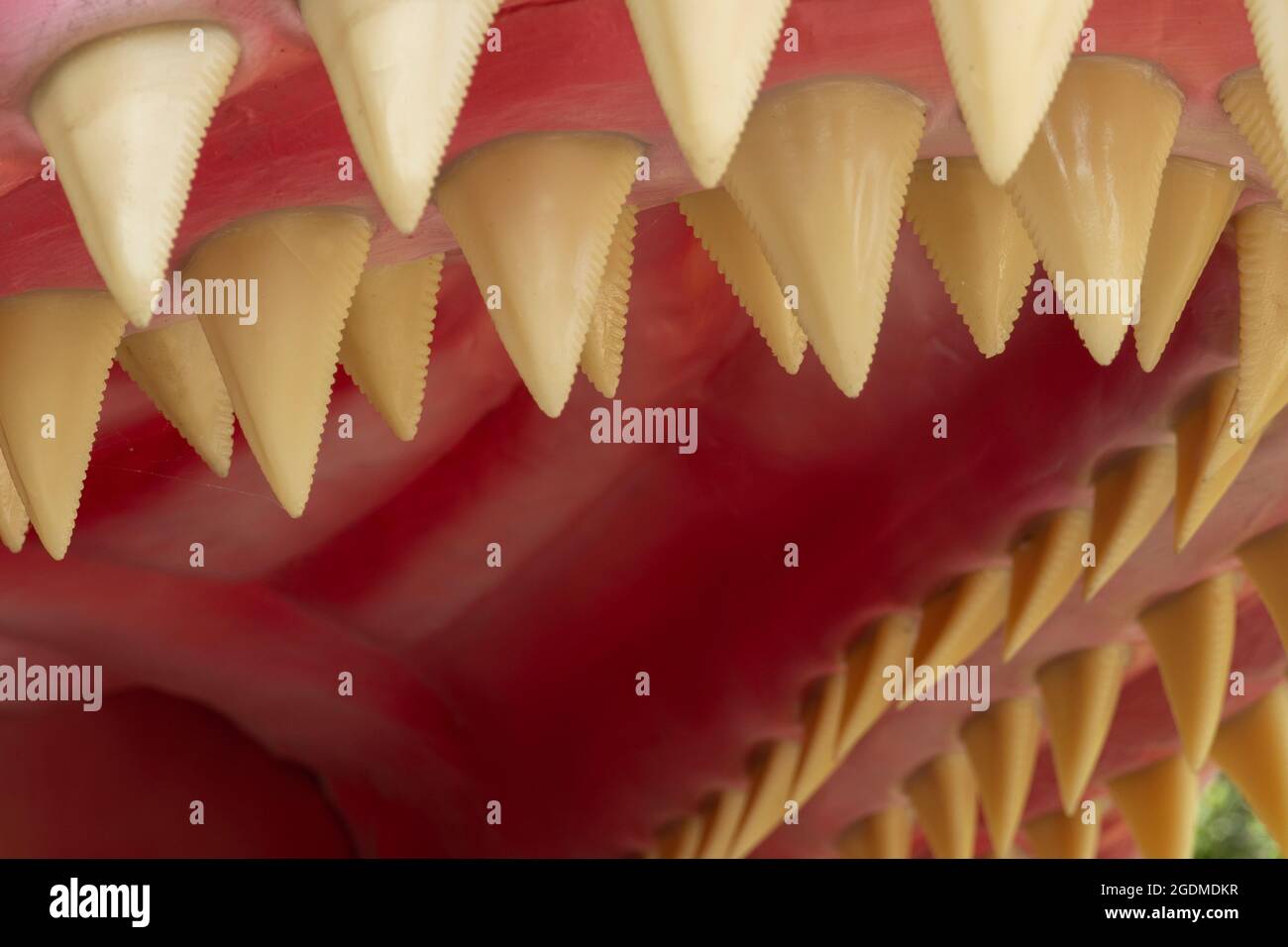 Dettaglio dei denti del megalodon. Il Megalodon è uno squalo megatoothed estinto che esisteva in epoca preistorica Foto Stock