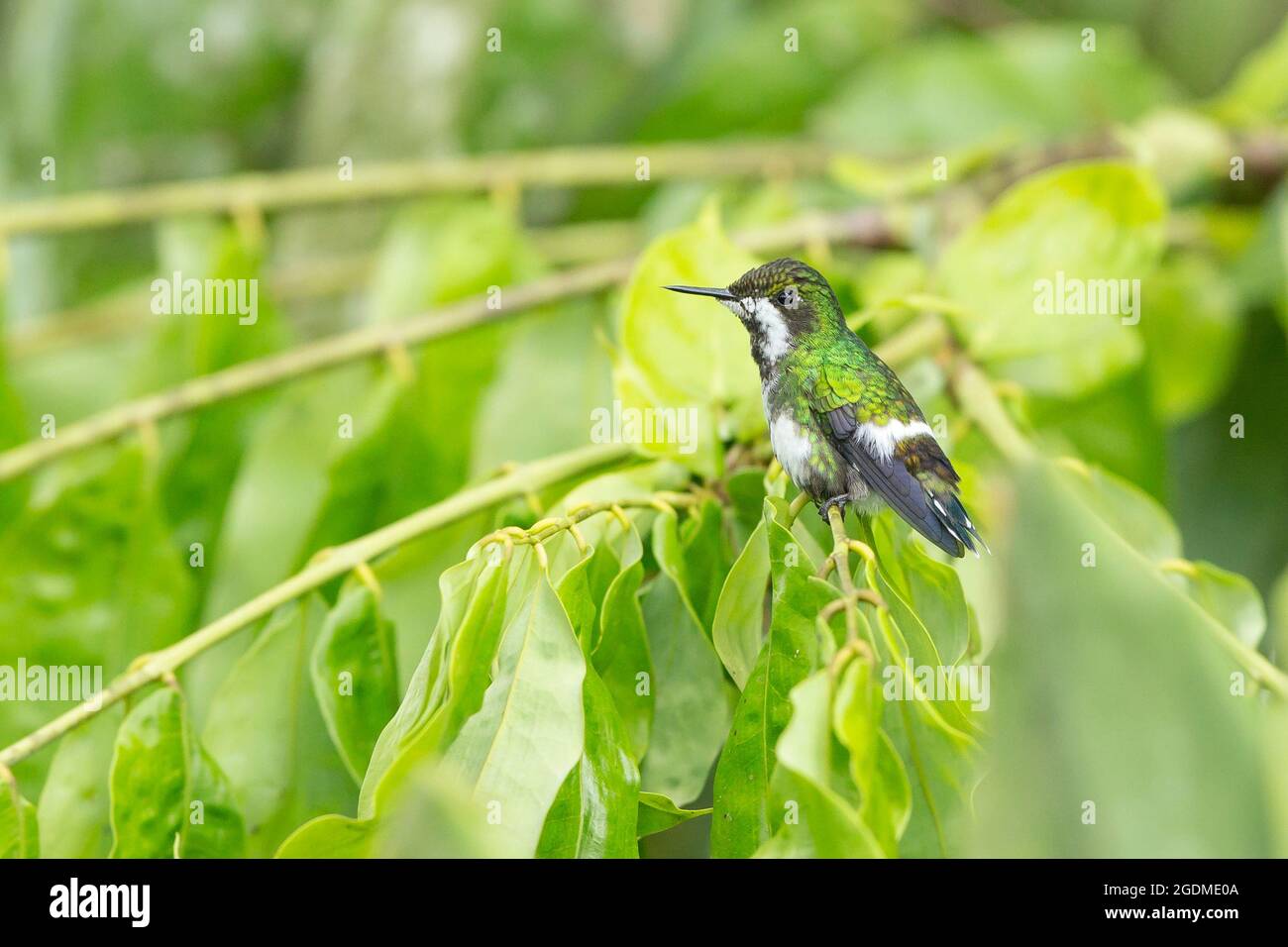 Green Thorntail (Discosura conversii) femmina arroccato Foto Stock
