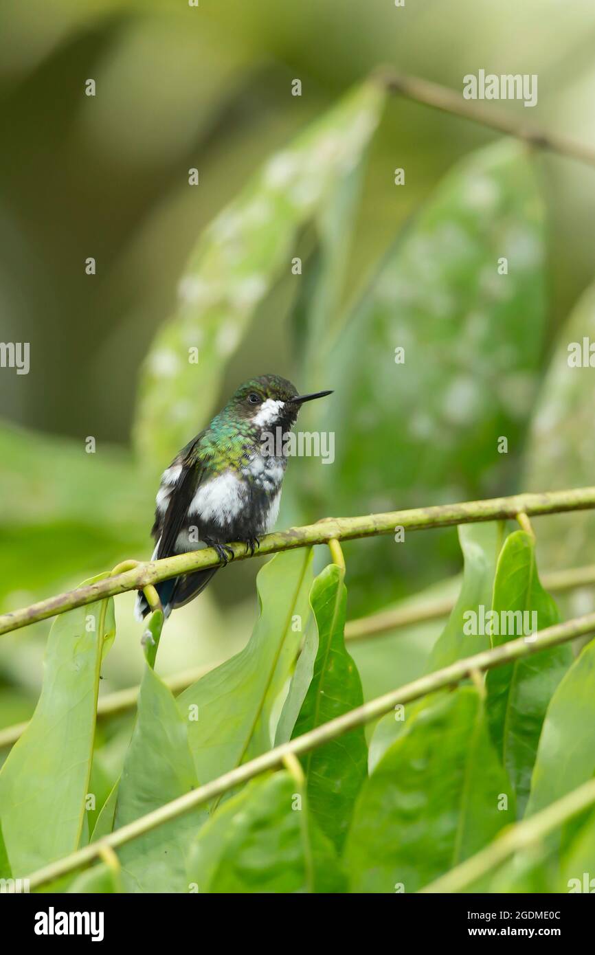 Green Thorntail (Discosura conversii) femmina arroccato Foto Stock