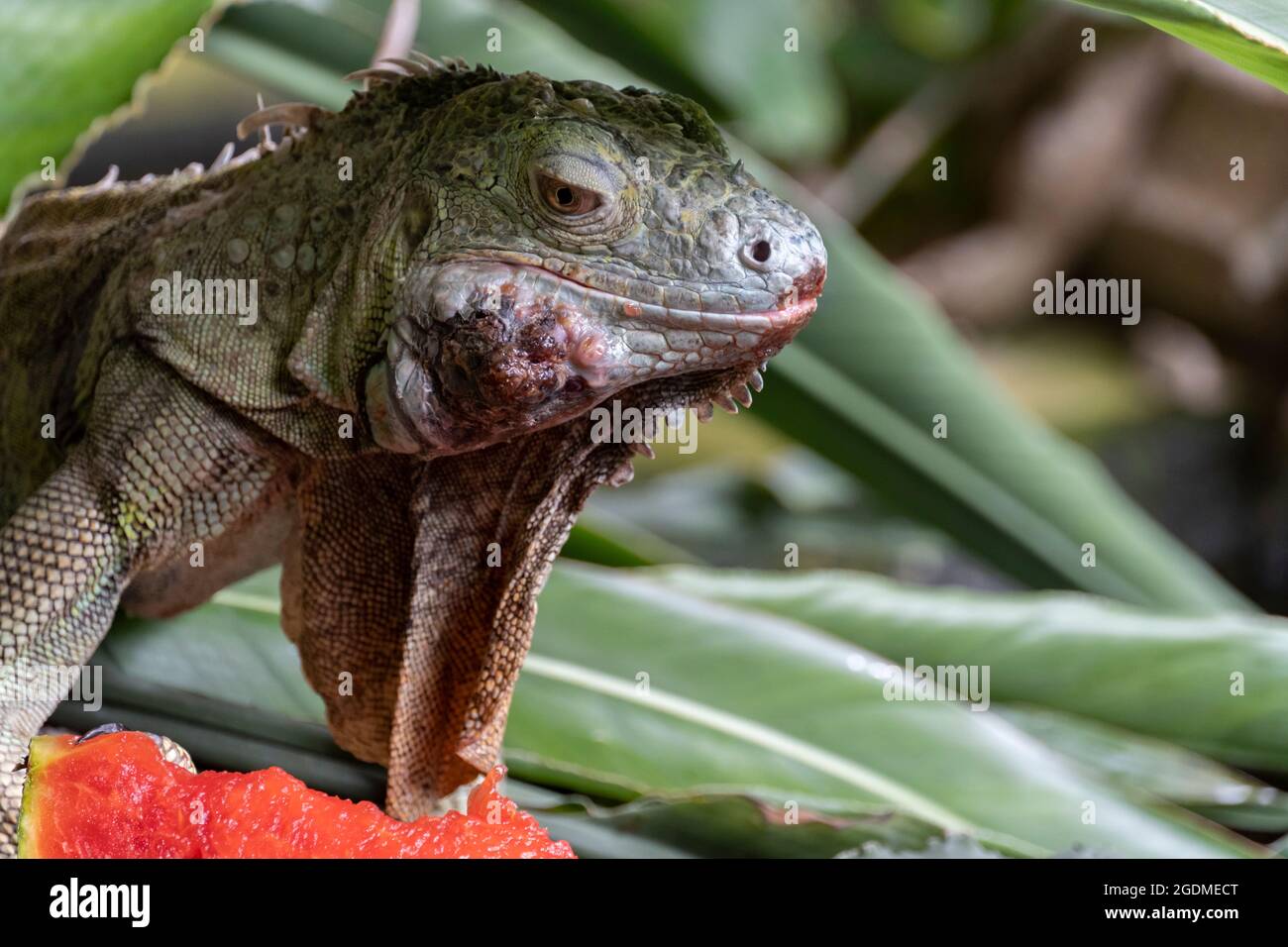Vecchio iguana mangiare anguria Foto Stock