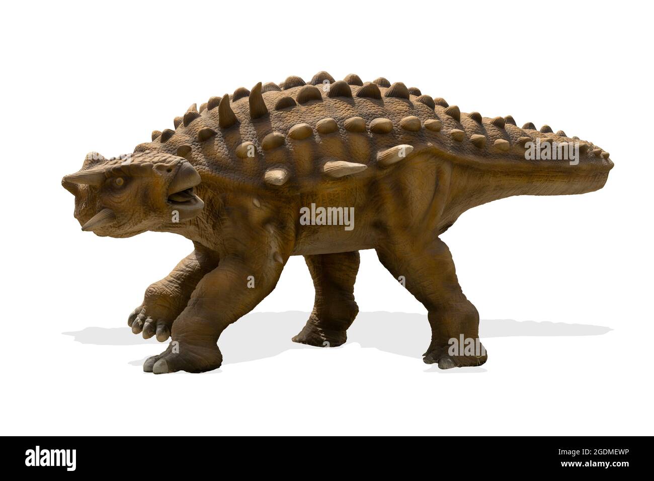 Ankylosaurus isolato su sfondo bianco. Ankylosaurus è un genere erbivoro di dinosauro corazzato vissuto durante il periodo cretaceo Foto Stock