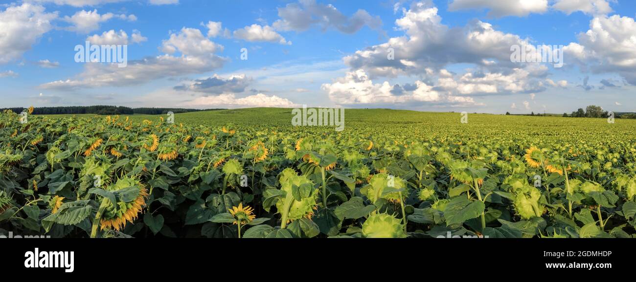 Campo di girasoli in giornata luminosa e soleggiata con cielo blu e nuvole soffici. Estate in campagna. Foto Stock