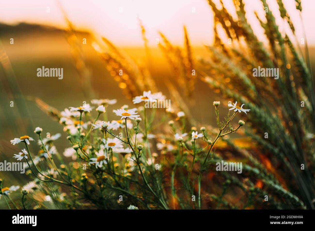 Fiore selvaggio in fiore Matricaria Chamomilla, Matricaria Recutita, Chamomile. Comunemente conosciuto come Camomilla Italiana, Chamomilla tedesca, Chamomilla Ungherese Foto Stock