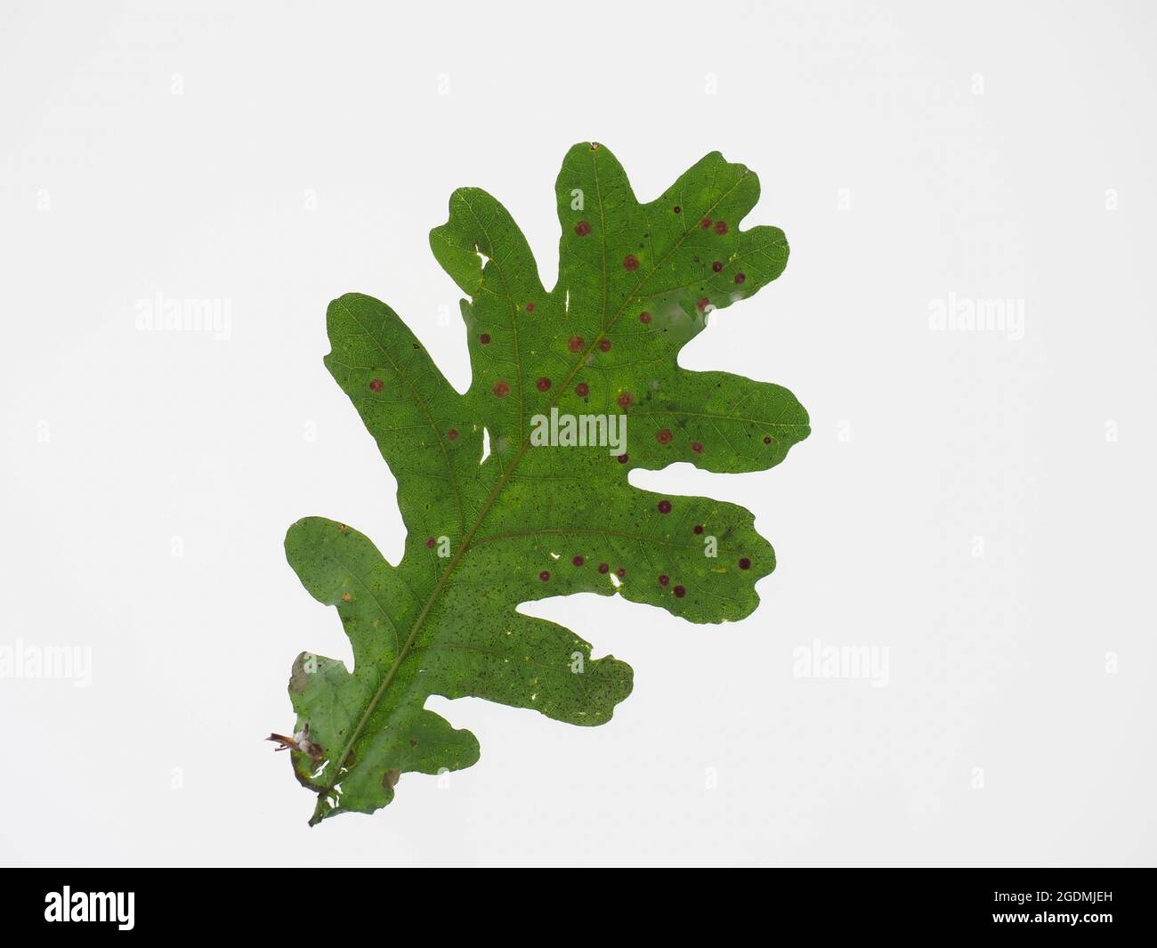 Una singola foglia di quercia isolata su sfondo bianco Foto Stock