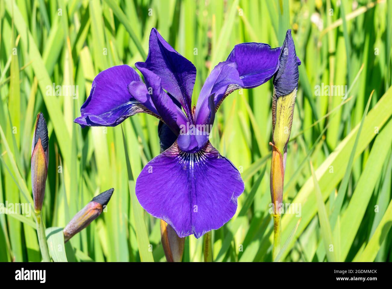 Iris sibirica 'Caesars Brother' una pianta fiorente estiva con un fiore viola estivo comunemente noto come bandiera siberiana, foto d'inventario Foto Stock