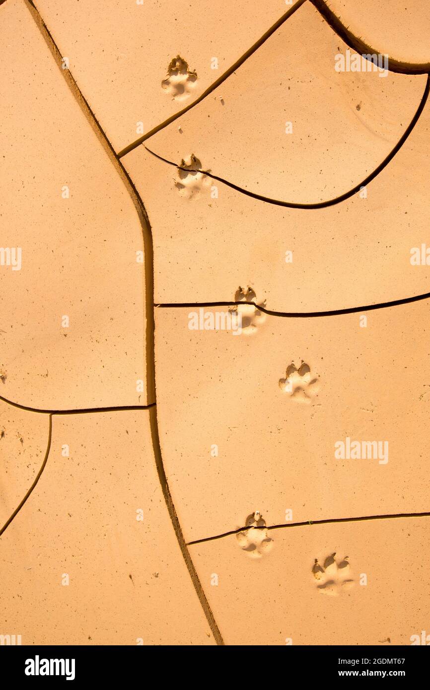 Impronte di animali in fango secco fotografato in Israele Foto Stock