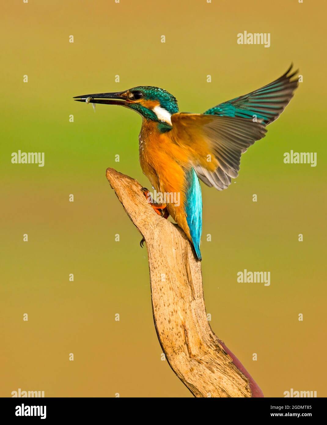 Kingfisher comune (Alcedo atthis), AKA Eurasian Kingfisher o River Kingfisher. Questo uccello colorato si trova in tutta l'Eurasia e l'Africa settentrionale. IO Foto Stock