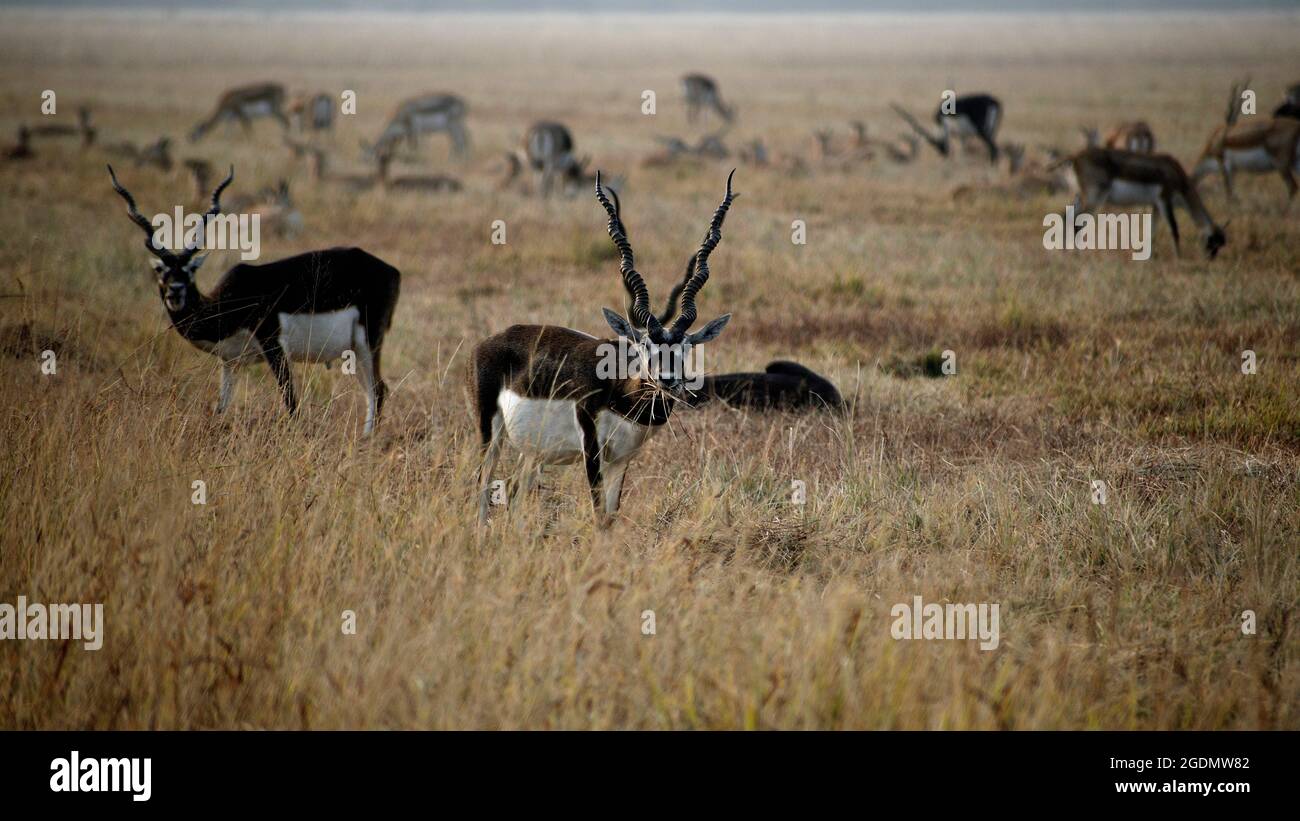 Maschio Black Buck mangiare erba, mandria di bucks neri da cui uno si blocca alla macchina fotografica mentre pascolando. Parco Nazionale delle anatre nere Velavadar . Foto Stock