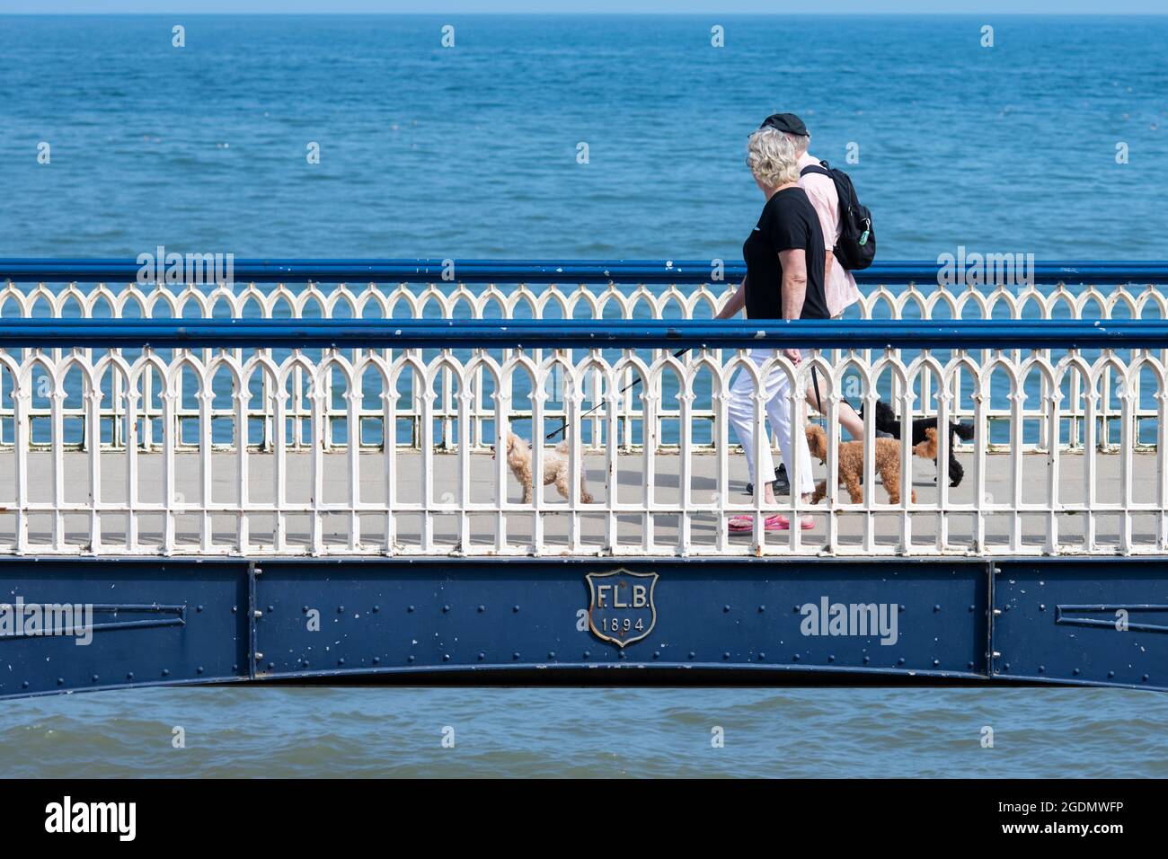 Originariamente allevato come acqua recuperatori, poodles che camminano sopra l'acqua sulla Filey Promenade, North Yorkshire, Regno Unito Foto Stock