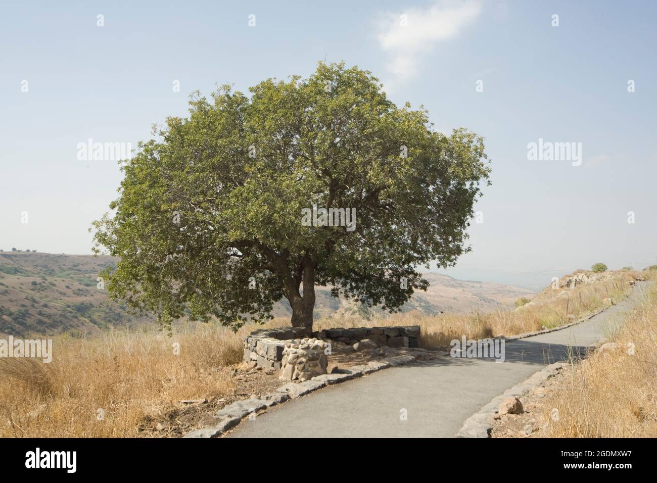 Israele, Golan lone tree Foto Stock