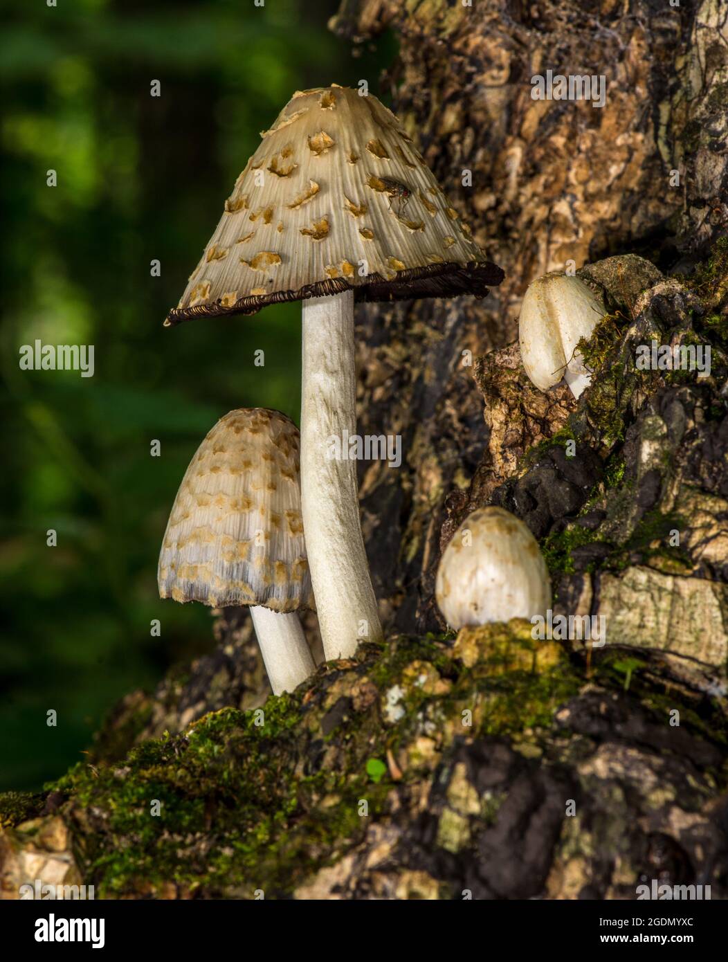 Alla ricerca di funghi nella foresta Foto Stock