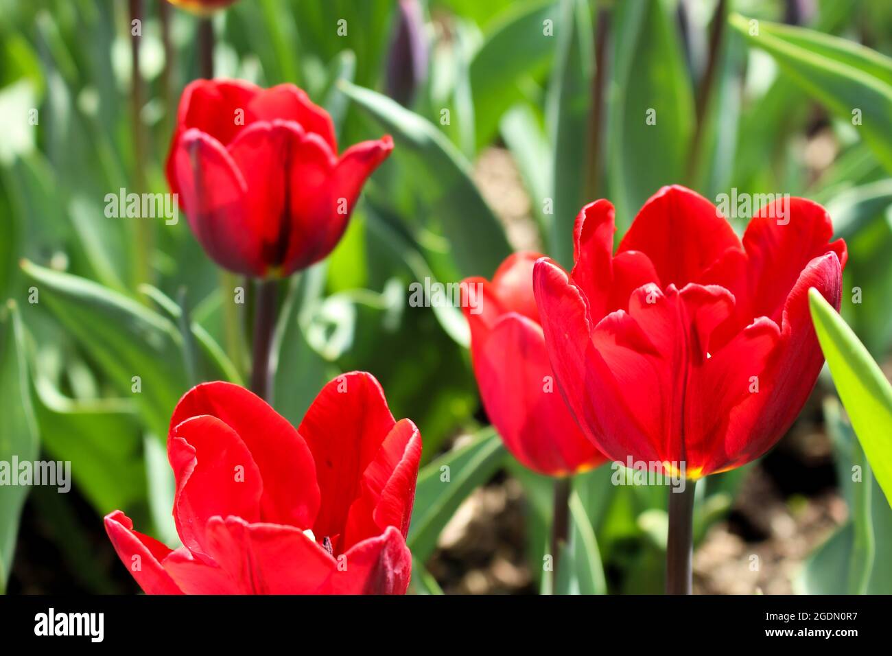Tulipani rossi "Red Proud" che fioriscono alla luce del sole primaverile Foto Stock