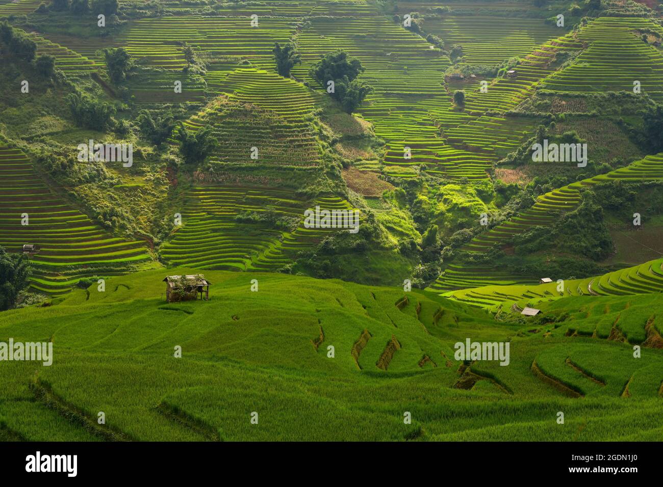 Campi di riso verdi su terrazzati in Mu cang chai, campo di riso del Vietnam Foto Stock