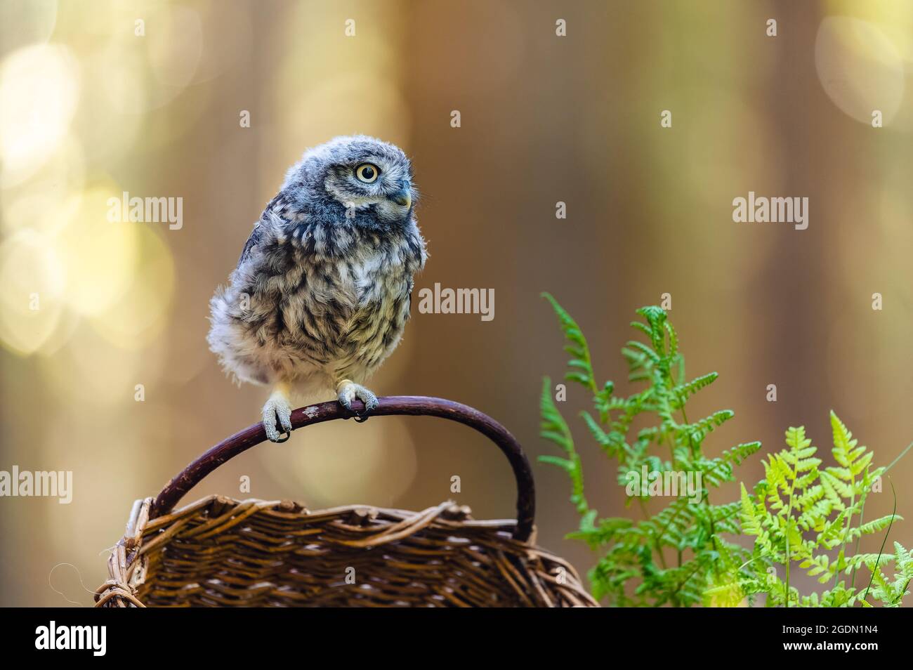 Il gufo boreale (Egolius funereus), un ritratto di un uccello seduto su un cesto di vimini nei boschi. Sullo sfondo è una bella bokeh piena di circo Foto Stock