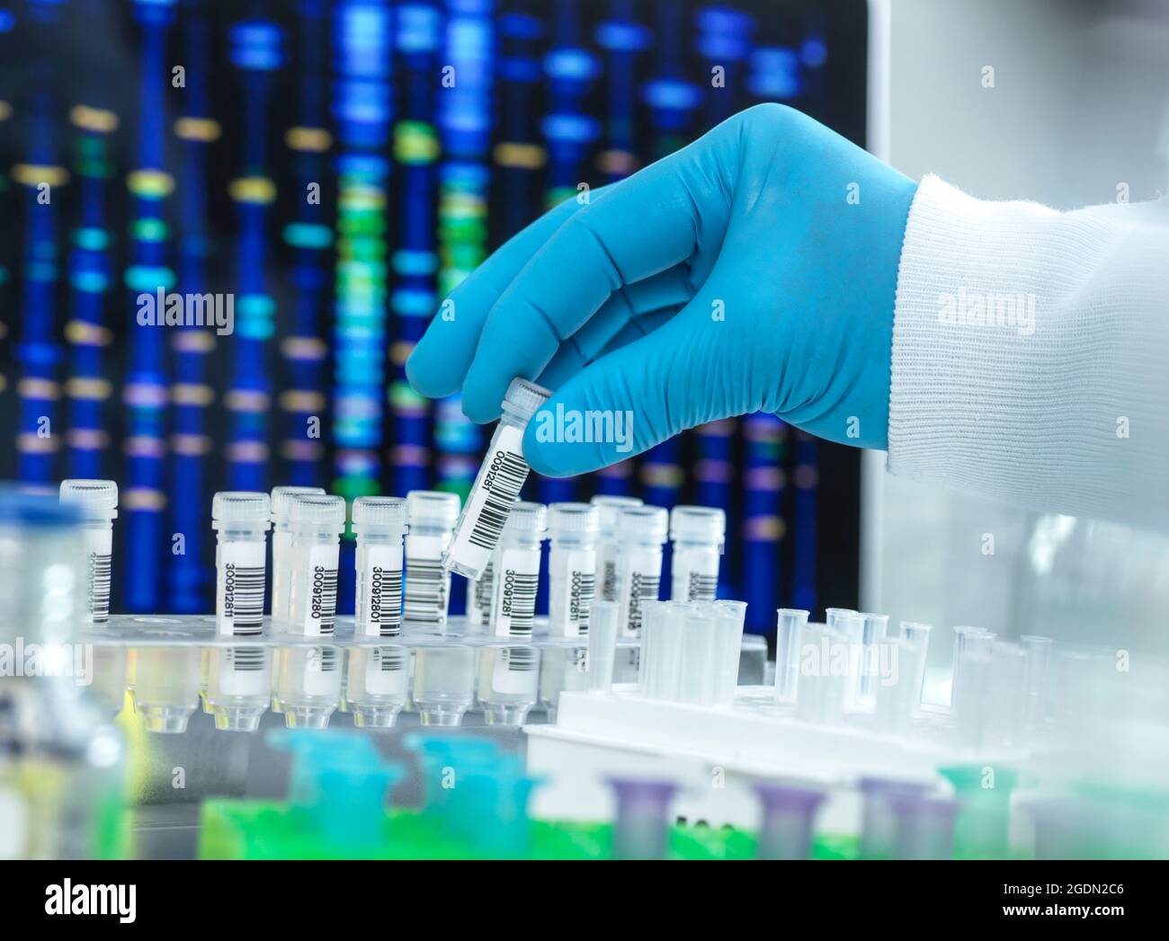 Scienziato che prepara un campione di DNA per il test. Foto Stock