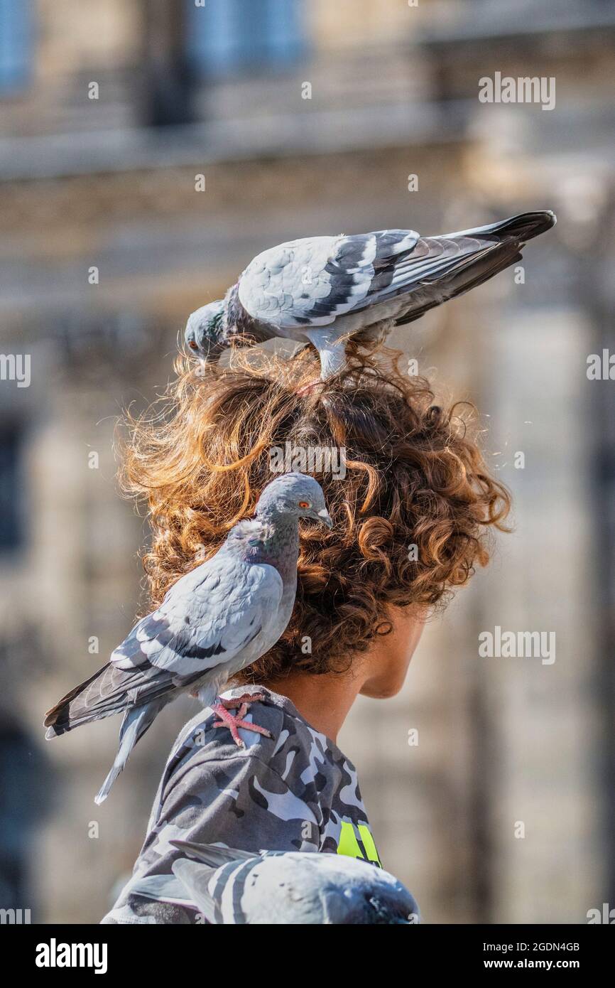 Paesi Bassi, Amsterdam, piazza DAM. Piccioni in cerca di semi che il ragazzo ha messo nei capelli. Foto Stock