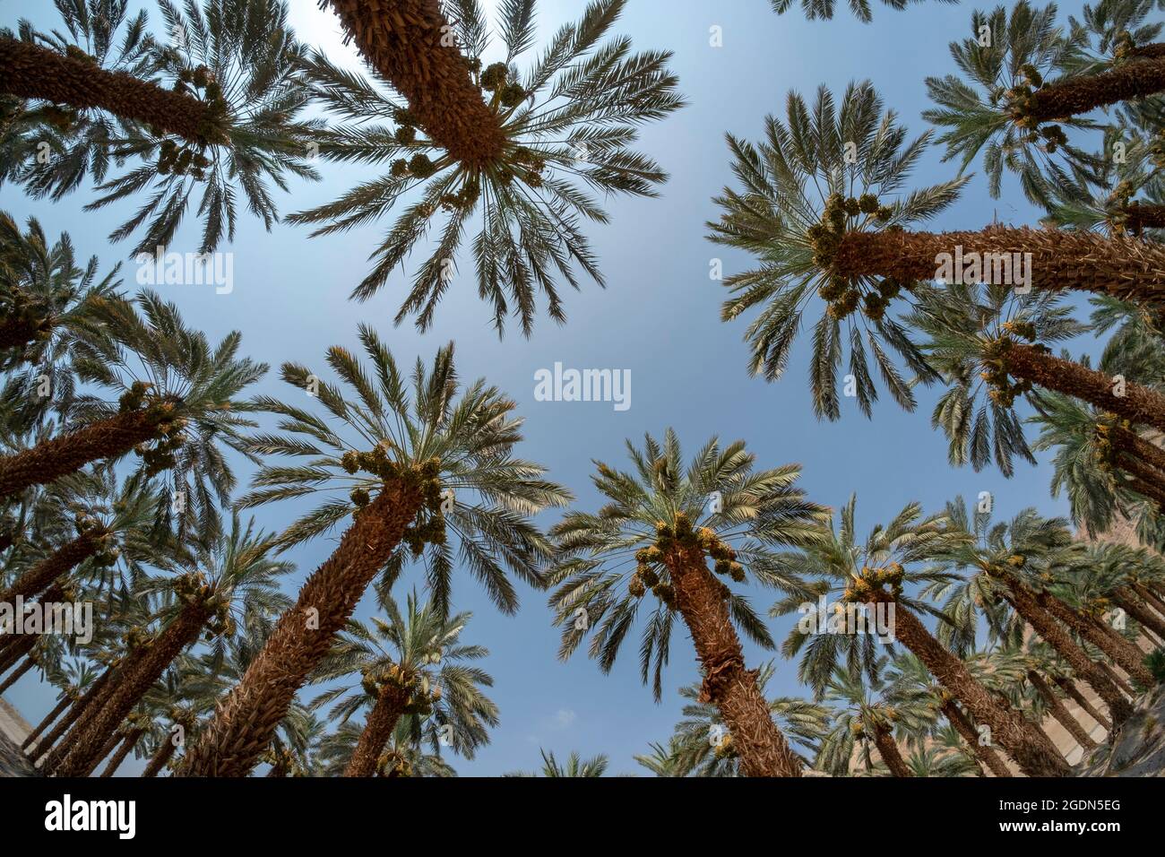 Agricoltura nel deserto. Vista fisheye di una palma plantation fotografato nel Mar Morto regione, Israele Foto Stock