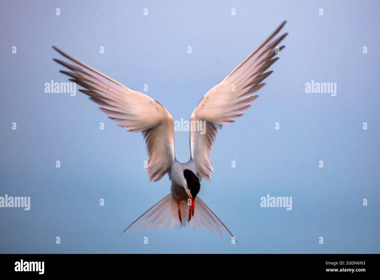 Paesi Bassi, Poederijen, Riserva Naturale Munnikenland in polder Bommerwaard. Tern comune (Sterna hirundo) (olandese: Visdief) pesca. Foto Stock