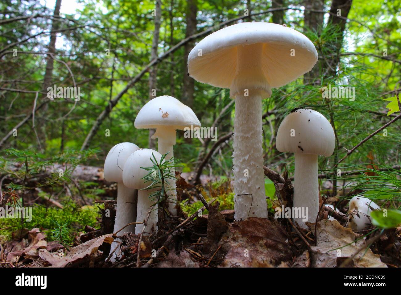Funghi Amanita verna bianchi che crescono nella foresta di New Brunswick, Canada Foto Stock