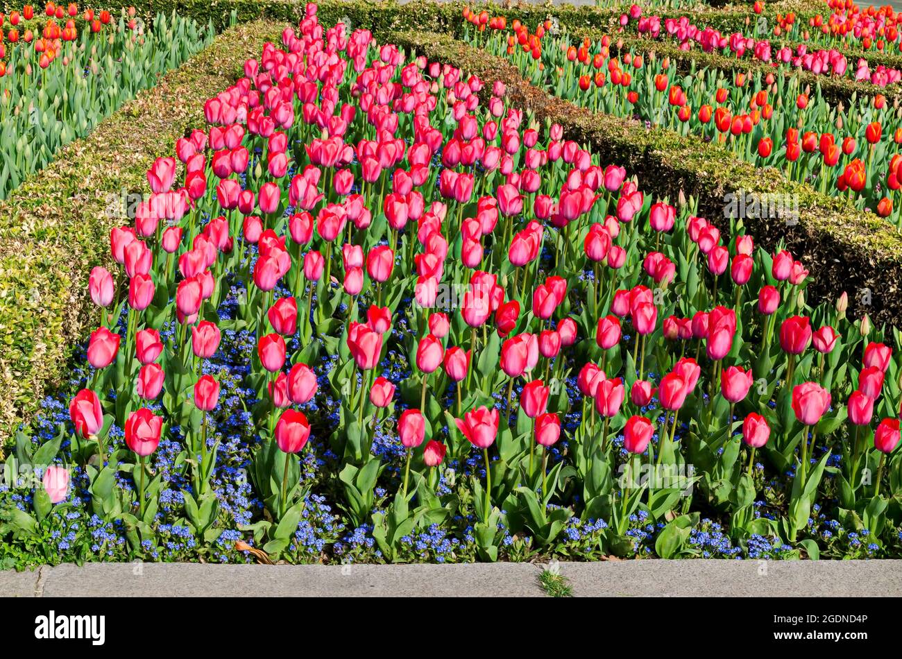 Bellissimo campo con tulipani rossi e rosa in fiore, delimitato da arbusti ornamentali verdi, Sofia, Bulgaria Foto Stock