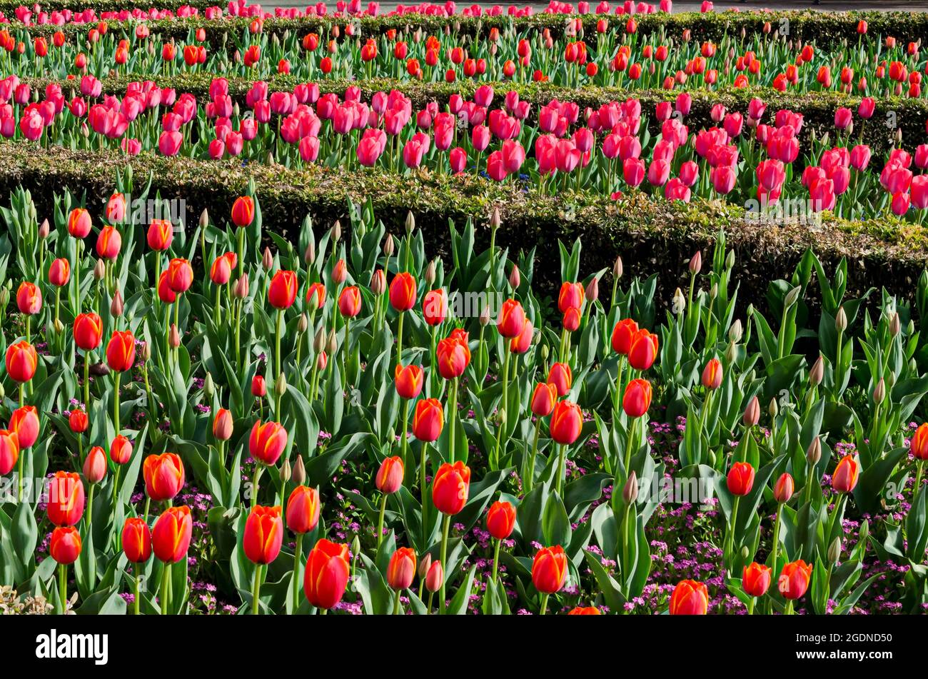 Bellissimo campo con tulipani rossi e rosa in fiore, delimitato da arbusti ornamentali verdi, Sofia, Bulgaria Foto Stock