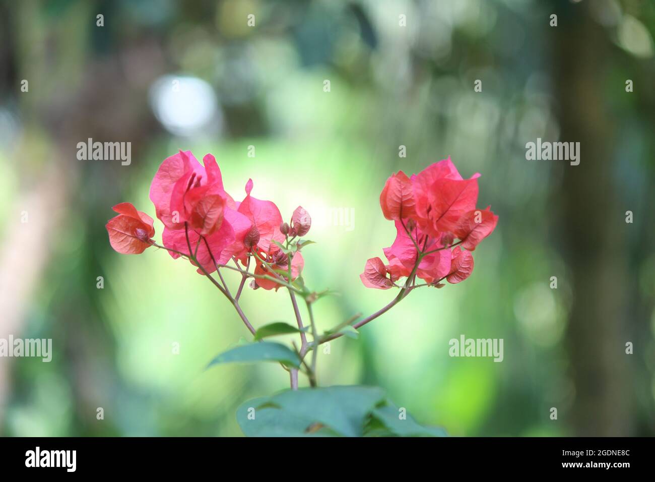 Bougainvillea viti ornamentali, cespugli e alberi appartenenti alla famiglia delle quattro ore, Nyctaginaceae. È originario del Sud America orientale Foto Stock