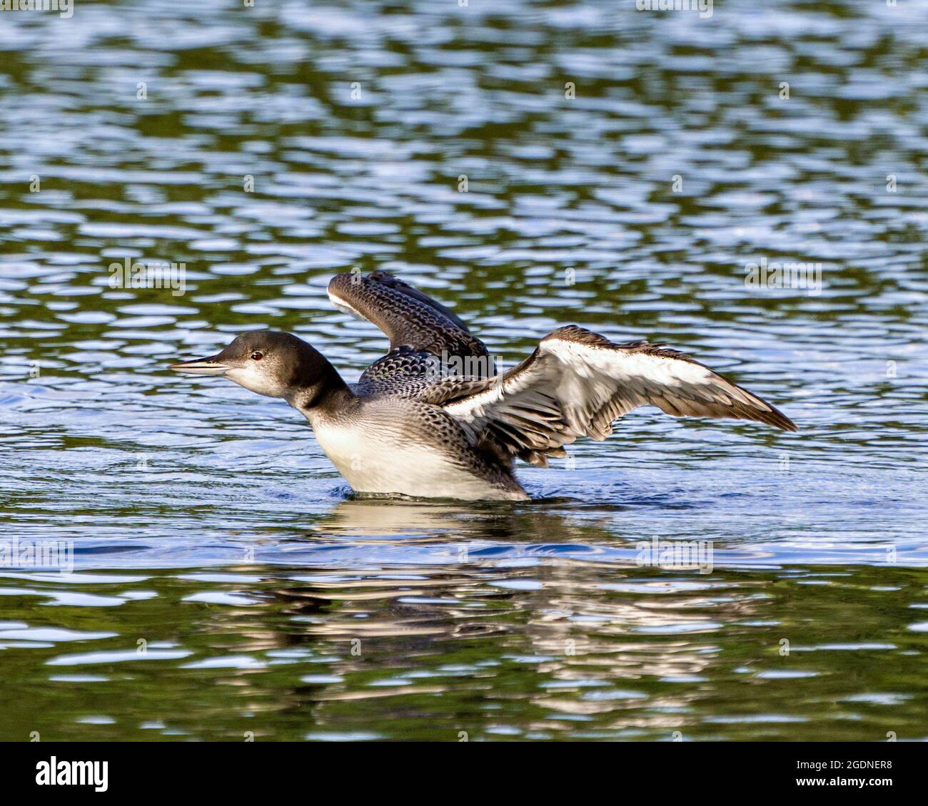 Comune Loon immaturo giovane uccello nuoto e flapping le sue ali nel suo ambiente e habitat circostante, mostrando la sua crescente piume palcoscenico. Foto Stock