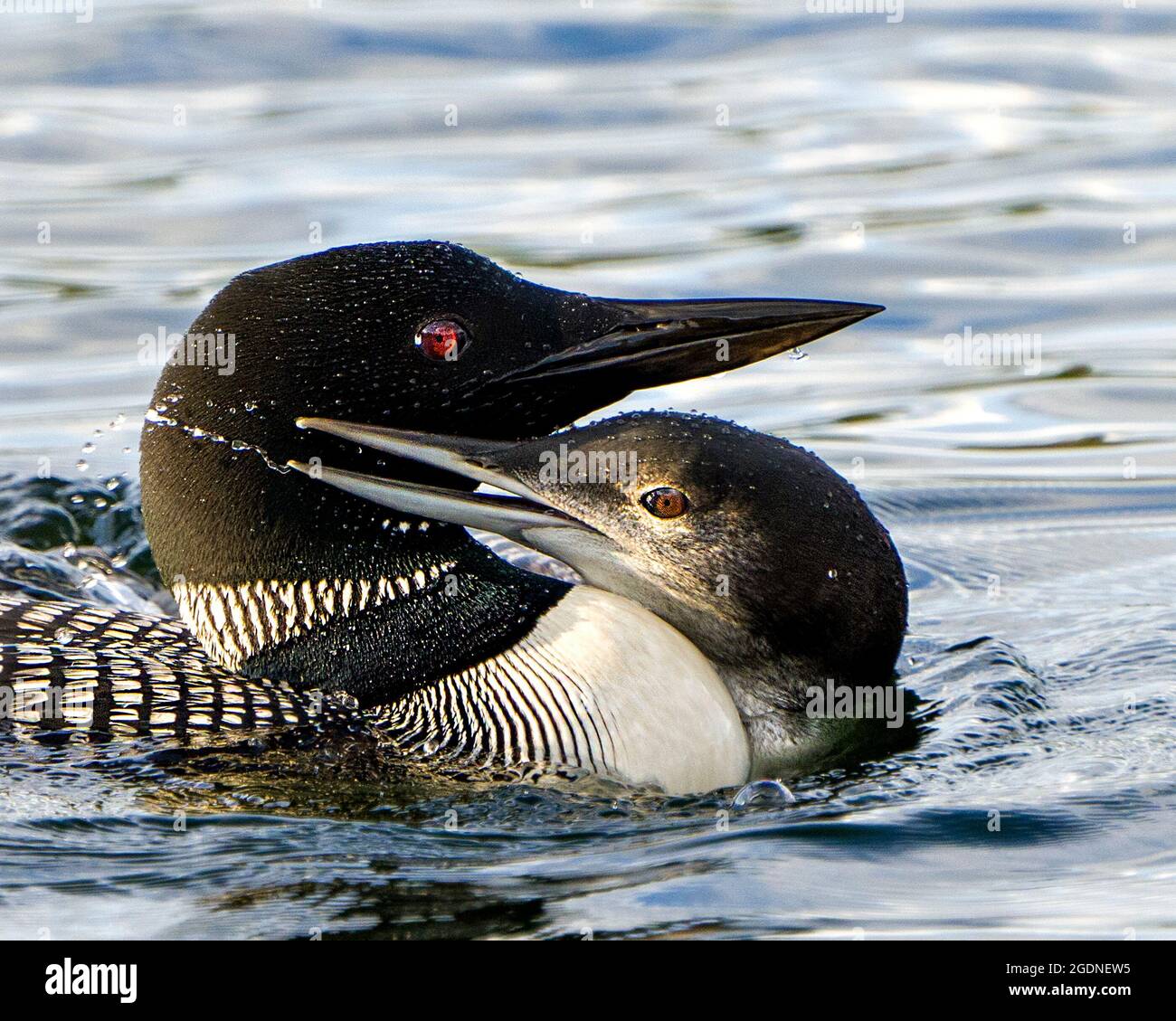 loon comune con il bambino loon primo piano profilo vista nuoto e coccolare con un abbraccio nel loro ambiente e habitat circostante. Immagine Loon. Foto Stock