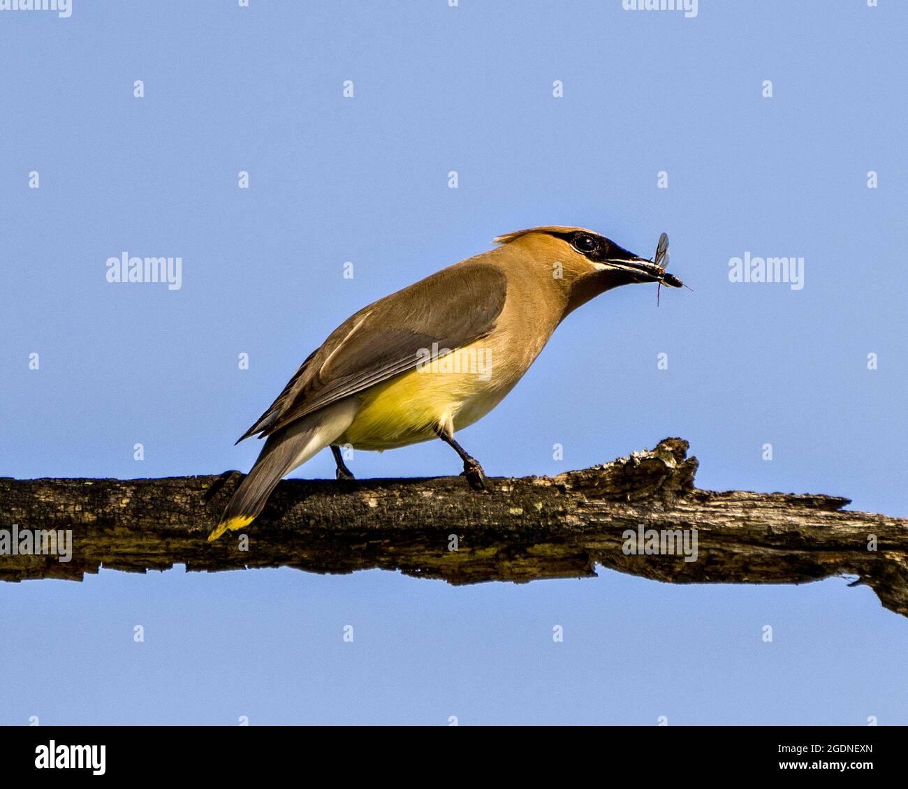 Uccello Waxwing arroccato su un ramo con sfondo blu cielo con una mosca nel suo becco godendo la sua alimentazione nel suo ambiente e habitat circostante. Foto Stock