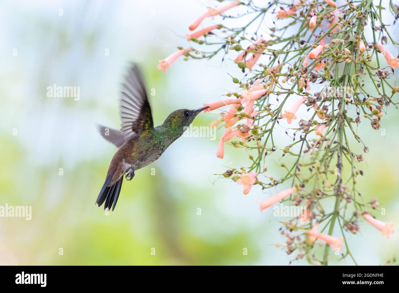 Un hummingbird di rame (tobaci Amazilia) che si nutrono di fiori di pesca Antigua Heath in colori pastello. Uccello tropicale in giardino. Foto Stock