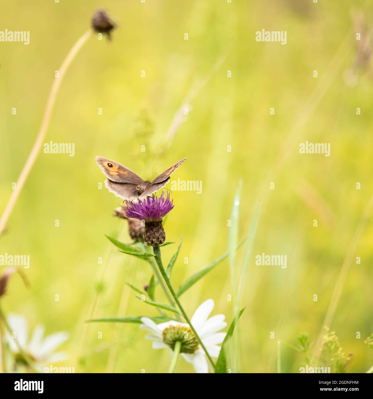 Bella immagine del guardiano Pironia Tithonus in prato di fiori selvatici in estate Foto Stock