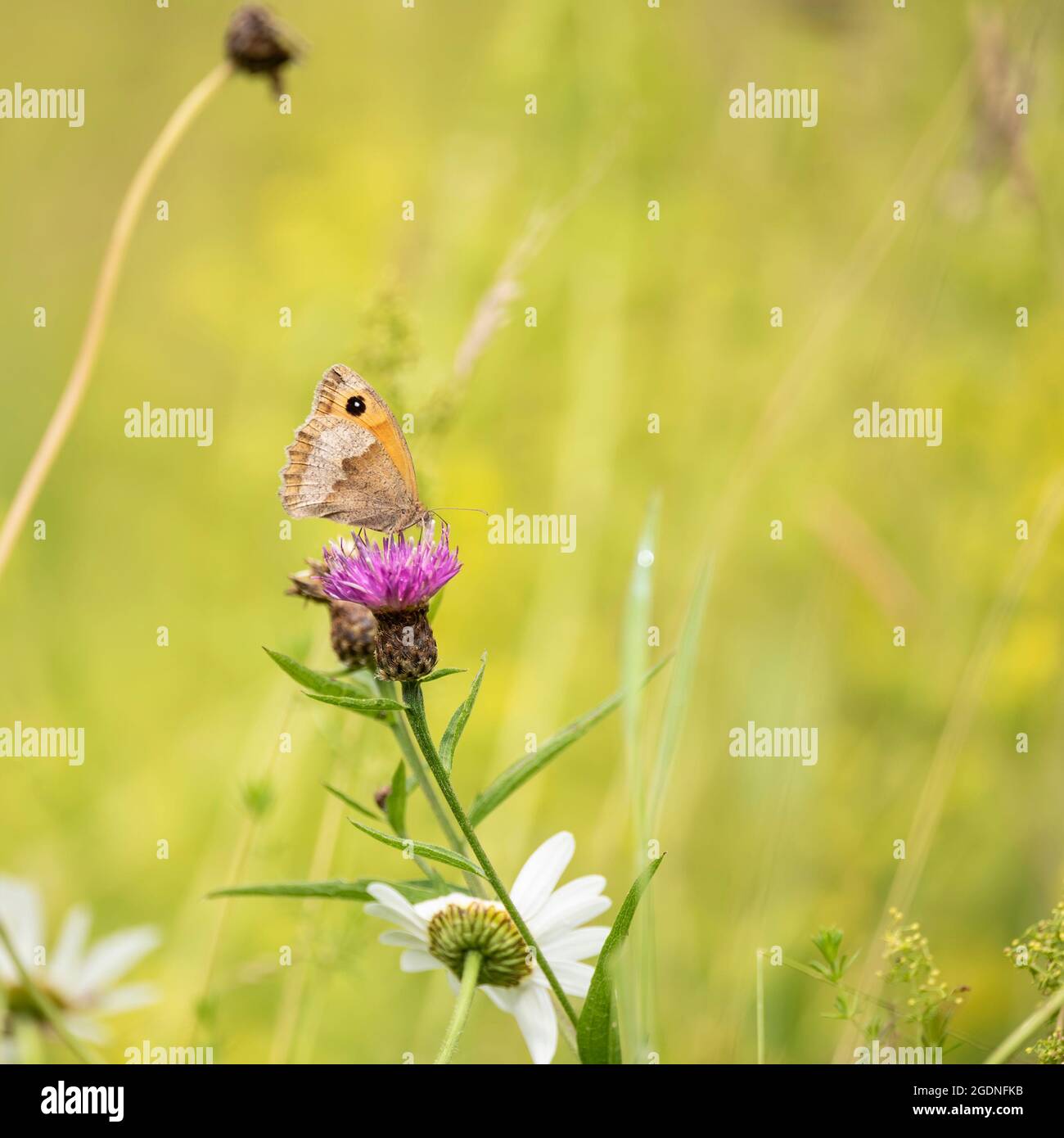 Bella immagine del guardiano Pironia Tithonus in prato di fiori selvatici in estate Foto Stock