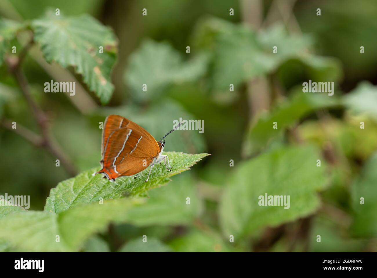 Bella immagine di rara farfalla marrone Hairstreak Thecla Butulae in inglese Countrysdie prato di fiori selvatici in estate Foto Stock