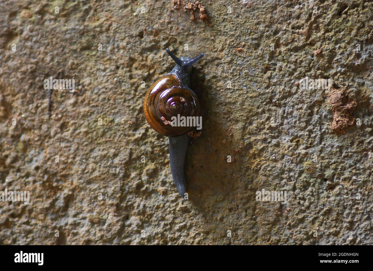 Black Snail strisciando sulla parete con la conchiglia Foto Stock