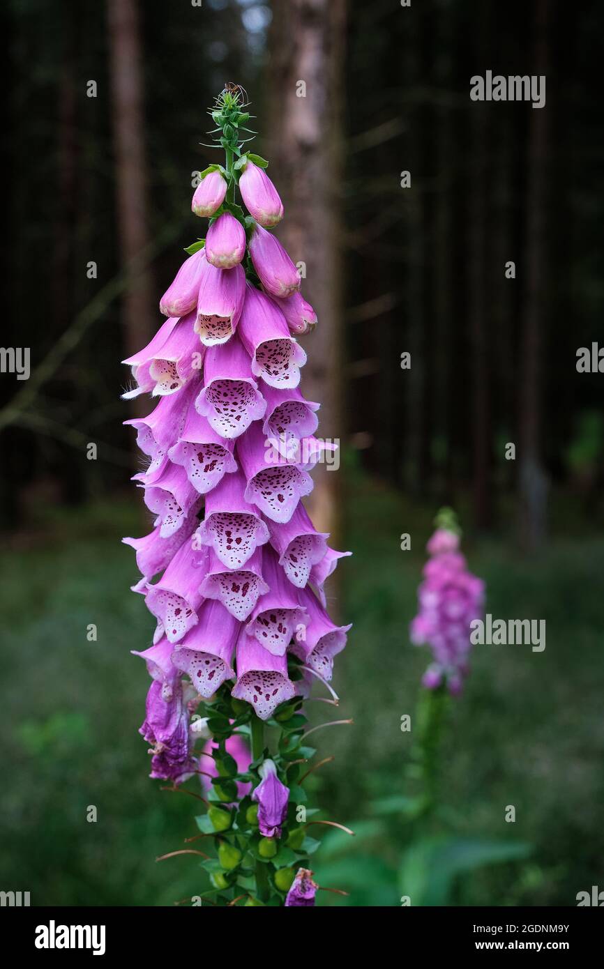 Fiore di purpurea di Digitalis, guanto di foxglove, guanto di foxglove viola, guanto da donna. Alberi scuri e poco affilati e la foresta sullo sfondo. Amersfoort, il Foto Stock
