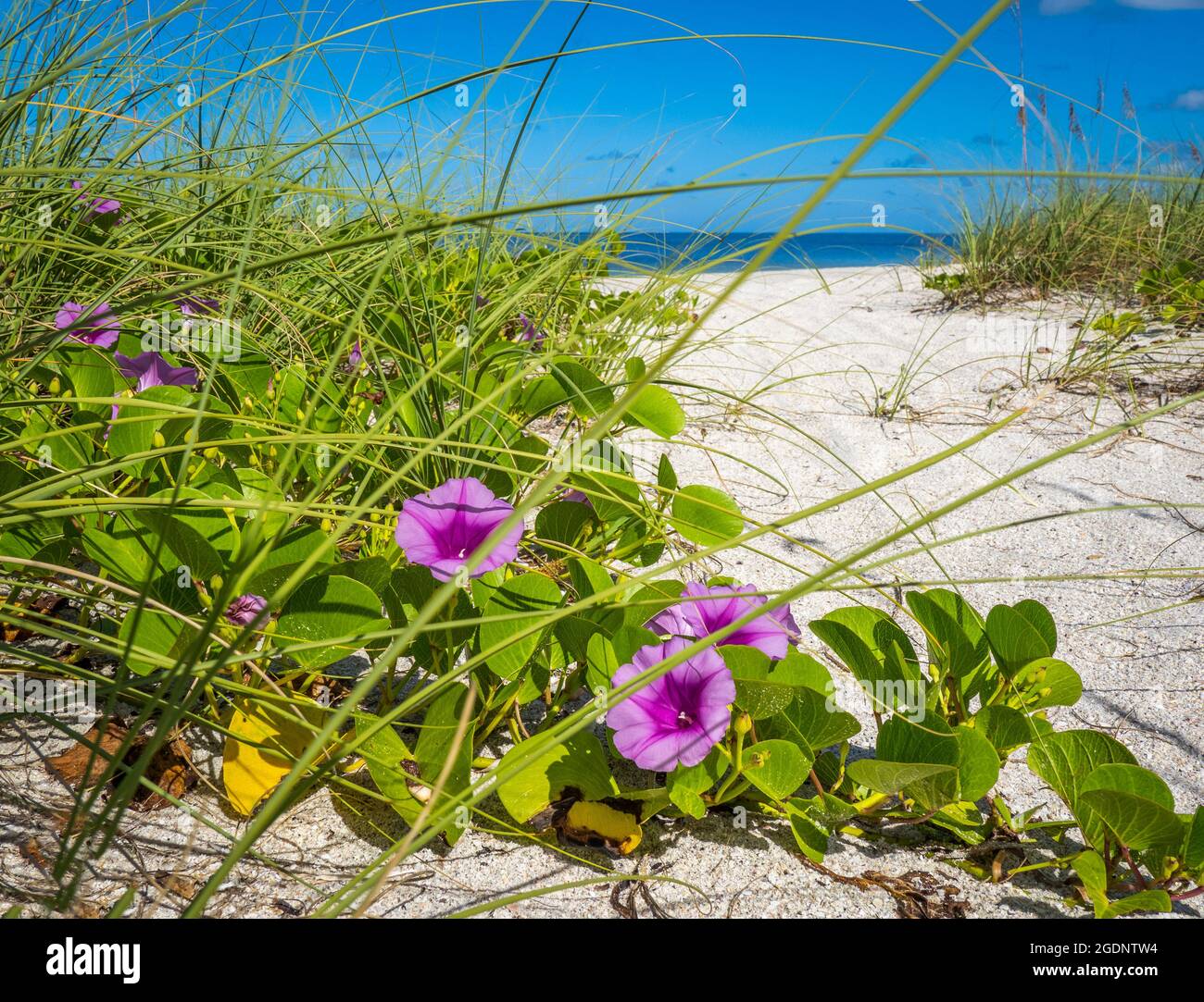 La Gloria di mattina dei piedi di capra o la Gloria di mattina della spiaggia conosciuta anche come Vine di Rainroad o Bayhops sulla spiaggia di Nokomis sul Golfo del Messico in Nokomis Florida USA Foto Stock