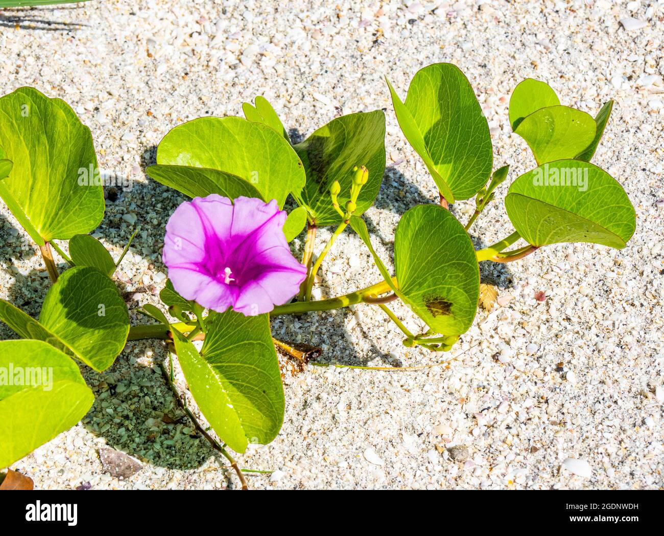 La Gloria di mattina dei piedi di capra o la Gloria di mattina della spiaggia conosciuta anche come Vine di Rainroad o Bayhops sulla spiaggia di Nokomis sul Golfo del Messico in Nokomis Florida USA Foto Stock