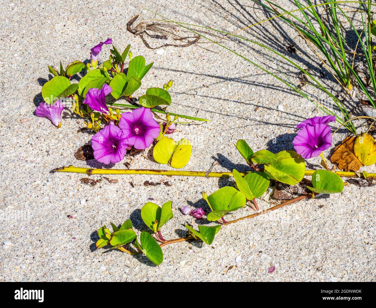 La Gloria di mattina dei piedi di capra o la Gloria di mattina della spiaggia conosciuta anche come Vine di Rainroad o Bayhops sulla spiaggia di Nokomis sul Golfo del Messico in Nokomis Florida USA Foto Stock