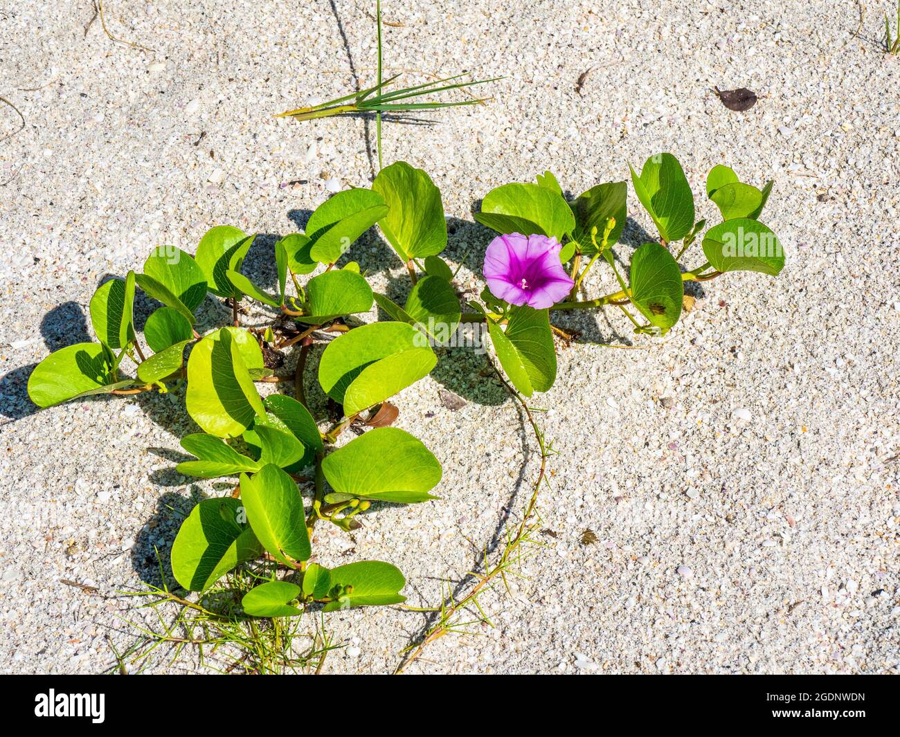 La Gloria di mattina dei piedi di capra o la Gloria di mattina della spiaggia conosciuta anche come Vine di Rainroad o Bayhops sulla spiaggia di Nokomis sul Golfo del Messico in Nokomis Florida USA Foto Stock La Gloria di mattina dei piedi di capra o la Gloria di mattina della spiaggia conosciuta anche come Vine di Rainroad o Bayhops sulla spiaggia di Nokomis sul Golfo del Messico in Nokomis Florida USA Foto Stock