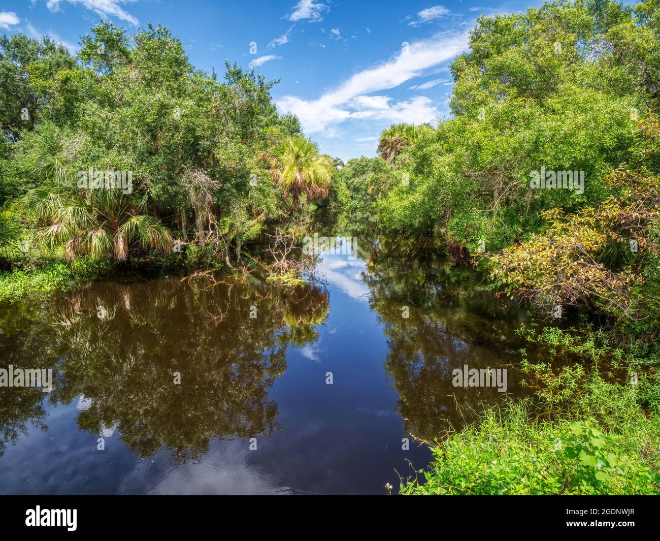 Clay Gully nel Myakka River state Park a Sarasota, Florida USA Foto Stock