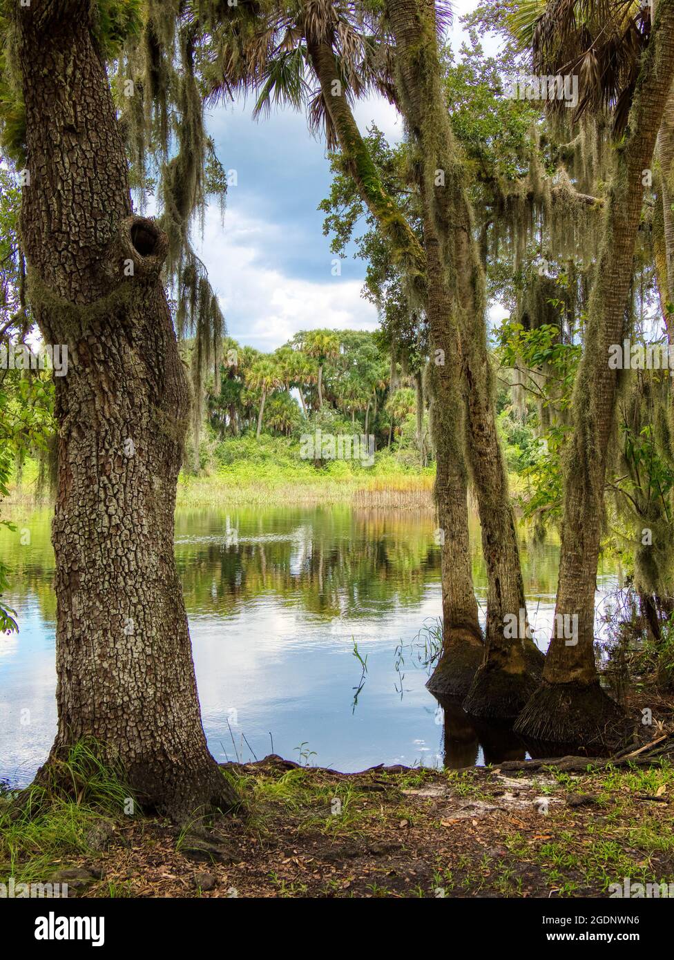 Fiume Myakka presso l'area di Fishermans Loop o Myakka River state Park a Sarasota, Florida USA Foto Stock