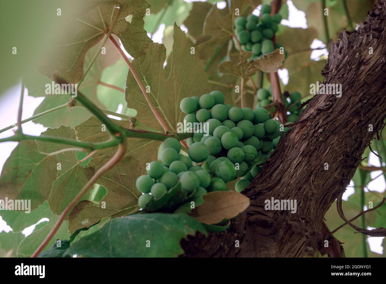 Beautifu uva fresco verde giovane texture di sfondo per il design. Vista macro. Foto Stock
